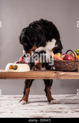 Berner Sennenhund sitzend neben eine Schüssel mit rohem Fleisch und einen Korb mit Obst und Gemüse, Fütterung BARF Ernährung, roh Stockfoto