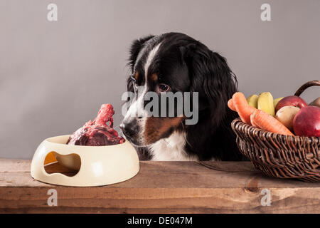 Berner Sennenhund sitzend neben eine Schüssel mit rohem Fleisch und einen Korb mit Obst und Gemüse, Fütterung BARF Ernährung, roh Stockfoto