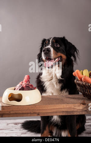 Berner Sennenhund sitzend neben eine Schüssel mit rohem Fleisch und einen Korb mit Obst und Gemüse, Fütterung BARF Ernährung, roh Stockfoto