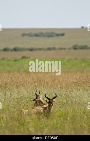 Kuhantilopen [Alcelaphus Buselaphus], Masai Mara, Kenia. Stockfoto