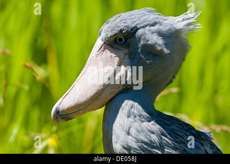 Schuhschnabel (Balaeniceps Rex), portrait Stockfoto