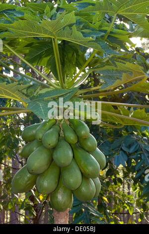 Papaya, Papaya oder Papaya (Carica Papaya), Vietnam, Asien Stockfoto