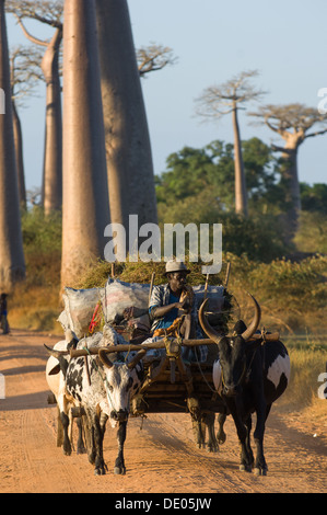 Zebu-Wagen auf der Durchreise Avenue des Baobabs (Allee der Baobabs), in der Nähe von Morondava, Madagaskar Stockfoto