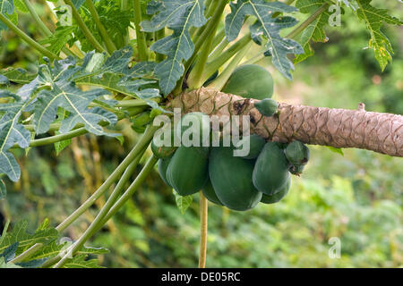 Papaya, Papaya oder Papaya (Carica Papaya), Vietnam, Asien Stockfoto