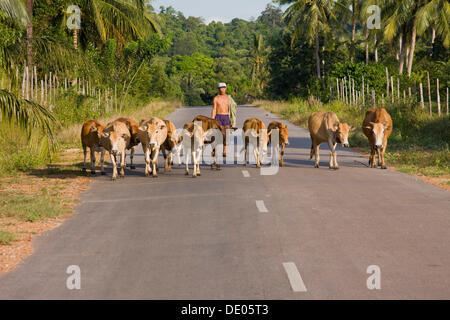 Cowhard bringen Kühe nach Hause am Abend auf einer Straße, der Insel Phu Quoc, Vietnam, Südostasien, Asien Stockfoto