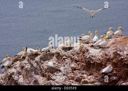 Basstölpel (Morus Bassanus, Sula Bassana) Brutgebiet, Vogel Klippen von Helgoland, Schleswig-Holstein Stockfoto