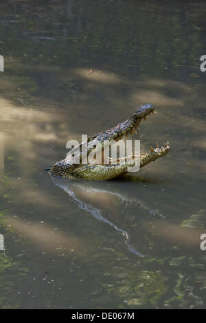 Siam-Krokodil (Crocodylus Siamensis) Stockfoto