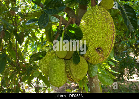 Obst auf einem Jackfruit Baum (Artocarpus Heterophyllus) Stockfoto