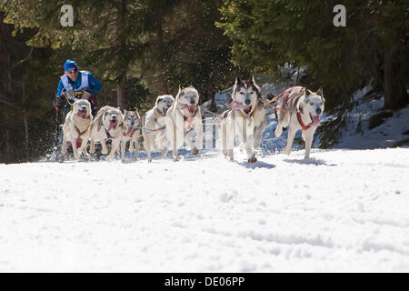 Hundeschlitten oder Hundeschlitten Schlittenhunde laufen durch einen Wald im winter Stockfoto