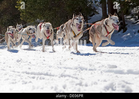 Hundeschlitten oder Hundeschlitten Schlittenhunde laufen durch einen Wald im winter Stockfoto