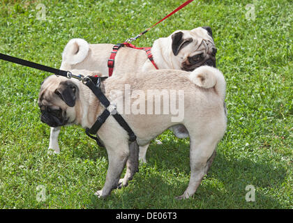 Pugs, internationalen Mops treffen, 14.07.2012, Berlin Stockfoto