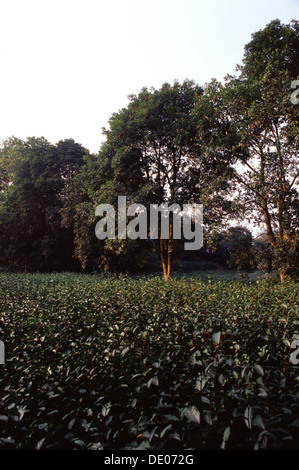 Plantagenfeld des seltenen gelben Junshan Yinzhen Tees buchstäblich Silbernadel Tee auf der Junshan dao Insel in der Mitte des Dong Ting Sees, einem Flutbecken des Yangtze Flusses in der Provinz Hunan China Stockfoto