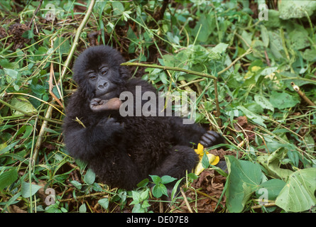 Drei Monate altes Baby Berggorillas (Gorilla Beringei Beringei), Djombe, Parc National des Virunga, demokratische Republik Kongo Stockfoto