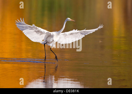 Silberreiher (Ardea Alba) mit ausgebreiteten Flügeln Stockfoto