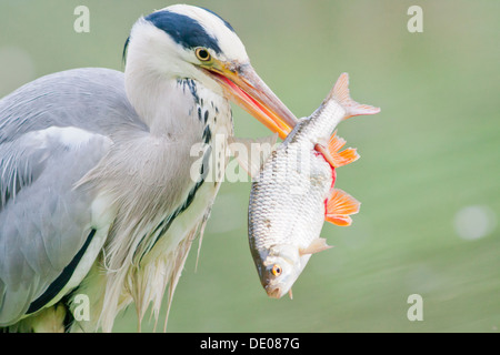 Graureiher (Ardea Cinerea) mit Beute, Fisch Stockfoto