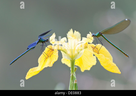 Gebänderten Demoiselles (Calopteryx Splendens), männliche und weibliche auf einer iris Stockfoto