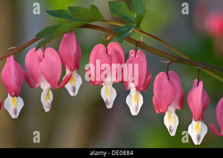 Tränendes Herz (Lamprocapnos Spectabilis), blüht Stockfoto