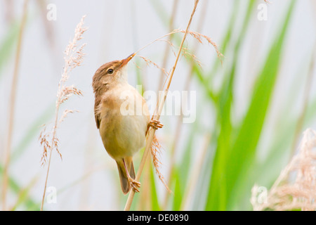 Reed Warbler (Acrocephalus Scirpaceus) thront auf Rohrkolben Stockfoto