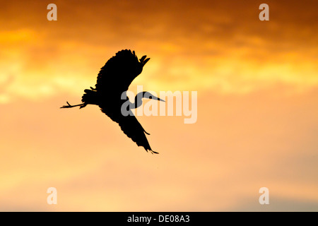 Graureiher (Ardea Cinerea), silhouette, während des Fluges im Morgenlicht, Stockfoto