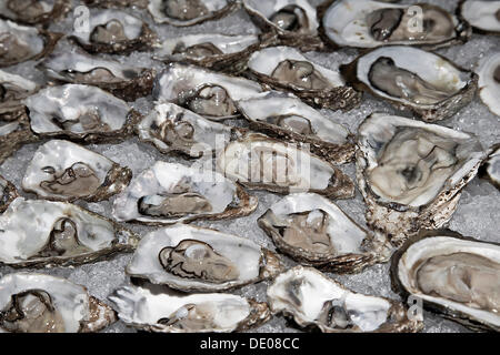 Frische Austern auf crushed-ice Stockfoto
