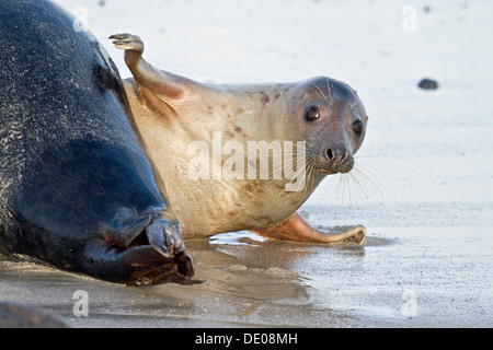 Graue Dichtung (Halichoerus Grypus), weibliche slapping Fin auf eine männliche Dichtung hinten Stockfoto