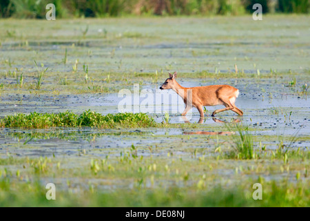 Reh (Capreolus Capreolus), Doe, der Suche nach Nahrung in Feuchtgebieten Stockfoto