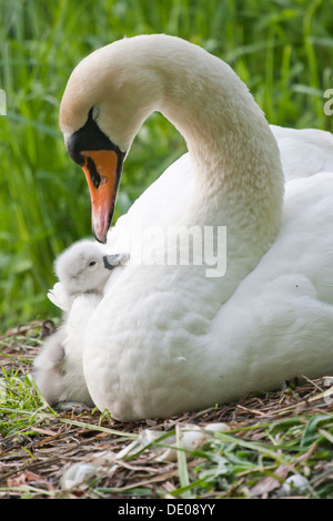 Schwan (Cygnus Olor) auf dem Nest mit Cygnet stumm Stockfoto