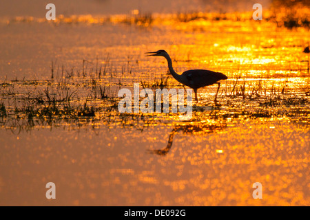 Graureiher (Ardea Cinerea) Hintergrundbeleuchtung von der untergehenden Sonne Stockfoto