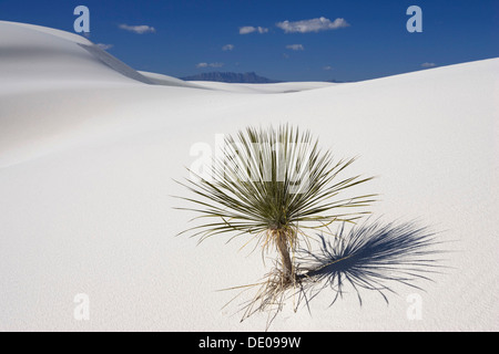 Soaptree Yucca (Yucca Elata) in Dünen, White Sands National Monument, New Mexico, USA, Nordamerika Stockfoto