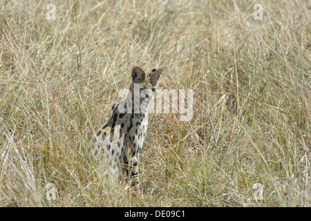 Serval (Leptailurus Serval - Felis Serval) das hohe Gras der Savanne Ostafrikas Masai Mara - Kenia- Stockfoto