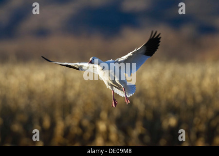 Schneegans (Anser Caerulescens Atlanticus) Landung, Bosque del Apache Wildlife Refuge, New Mexico, North America, USA Stockfoto