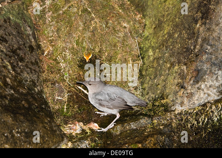 Amerikanische Wasseramseln (Cinclus Mexicanus) am Nest, Costa Rica, Mittelamerika Stockfoto