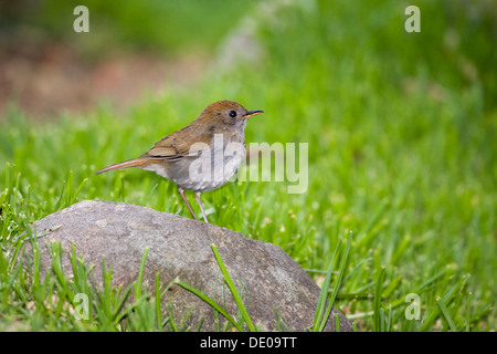 Wildfarben-capped Nachtigall-Soor (Catharus Frantzii), Cerro De La Muerte, Costa Rica, Mittelamerika Stockfoto