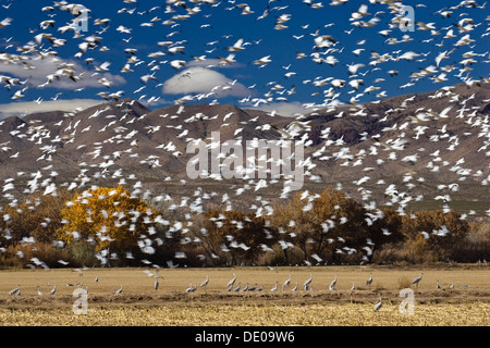 Schneegänse (Anser Caerulescens Atlanticus, Chen Caerulescens), Schwarm fliegen, Überwinterung im Bosque del Apache Wildlife Refuge Stockfoto