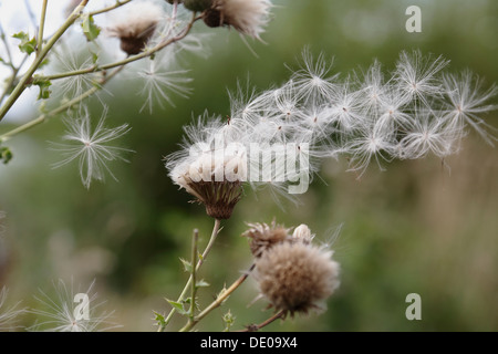 Wildblumensamen, die im Wind wehen, Schottland, Großbritannien, Europa Stockfoto