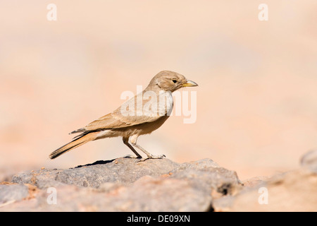 Wüste Lerche (Ammomanes Bodendegradierung Whitakeri), Libyen, Sahara, Nordafrika, Afrika Stockfoto
