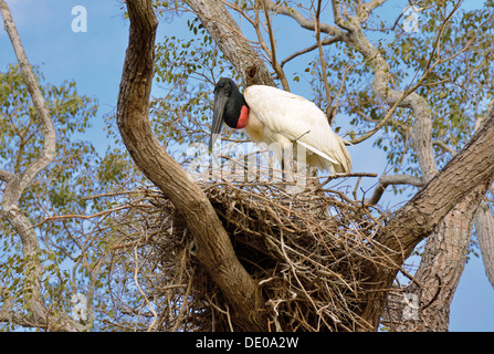 Brasilien, Pantanal: Jabiru Storch (Jabiru Mycteria) in seinem nest Stockfoto