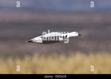 Schneegans (Anser Caerulescens Atlanticus, Chen Caerulescens) während der Landung, Bosque del Apache Wildlife Refuge, New Mexico, USA Stockfoto