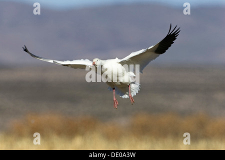 Schneegans (Anser Caerulescens Atlanticus, Chen Caerulescens) während der Landung, Bosque del Apache Wildlife Refuge, New Mexico, USA Stockfoto
