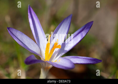 Krokus (Crocus), offene Blume Stockfoto