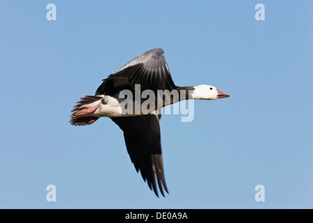 Schneegans (Anser Caerulescens Atlanticus, Chen Caerulescens) während des Fluges, blauer Morph, Bosque del Apache Wildlife Refuge Stockfoto