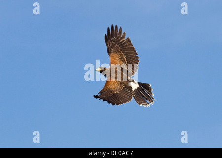 Harris Hawk, altrosa Hawk (Parabuteo Unicinctus), Mittel- und Südamerika Stockfoto