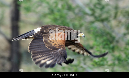 Harris Hawk (Parabuteo Unicinctus) im Flug Stockfoto