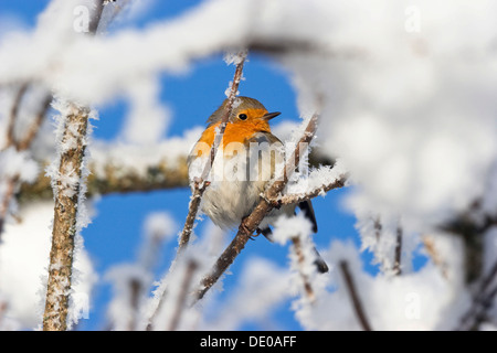 Rotkehlchen im Schnee (Erithacus Rubecula), Raureif Stockfoto