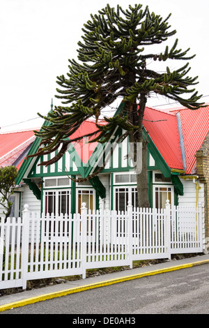 Typisches Haus mit einer Araucaria, Port Stanley, Hauptstadt der Falkland-Inseln, East Falkland Malvinas Inseln Stockfoto