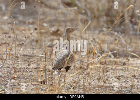 Schwarzbäuchigen Trappe (Eupodotis Melanogaster - Lissotis Melanogaster) auf dem Boden Konkombouri - Burkina Faso - Westafrika Stockfoto