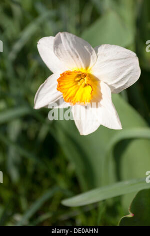 Narzisse (Narcissus) auf der Insel Mainau in Baden-Württemberg Stockfoto