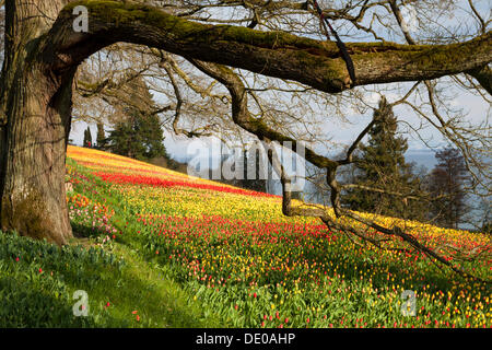 Meer von Tulpen auf der Insel Mainau im Bodensee, Baden-Württemberg, PublicGround Stockfoto