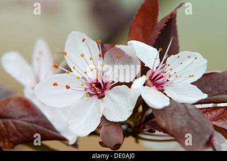 Blühende Aprikose (Prunus Armeniaca) auf der Insel Mainau in Baden-Württemberg Stockfoto