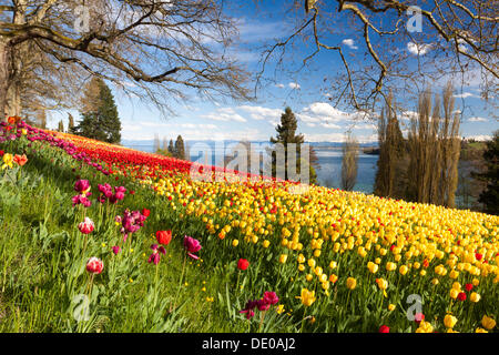 Meer von Tulpen auf der Insel Mainau im Bodensee mit Blick auf die schneebedeckten Alpen, Baden-Württemberg Stockfoto